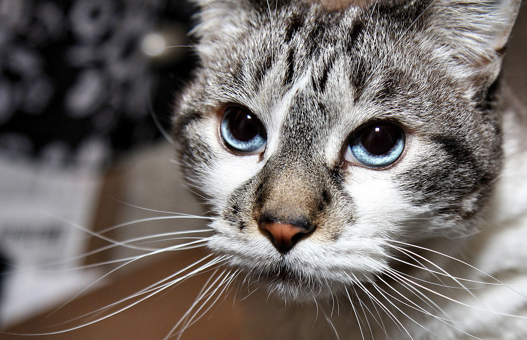 IMAGE: http://jwilsonphotography.smugmug.com/Other/animals/IMG0211/853973657_kYdMr-XL.jpg