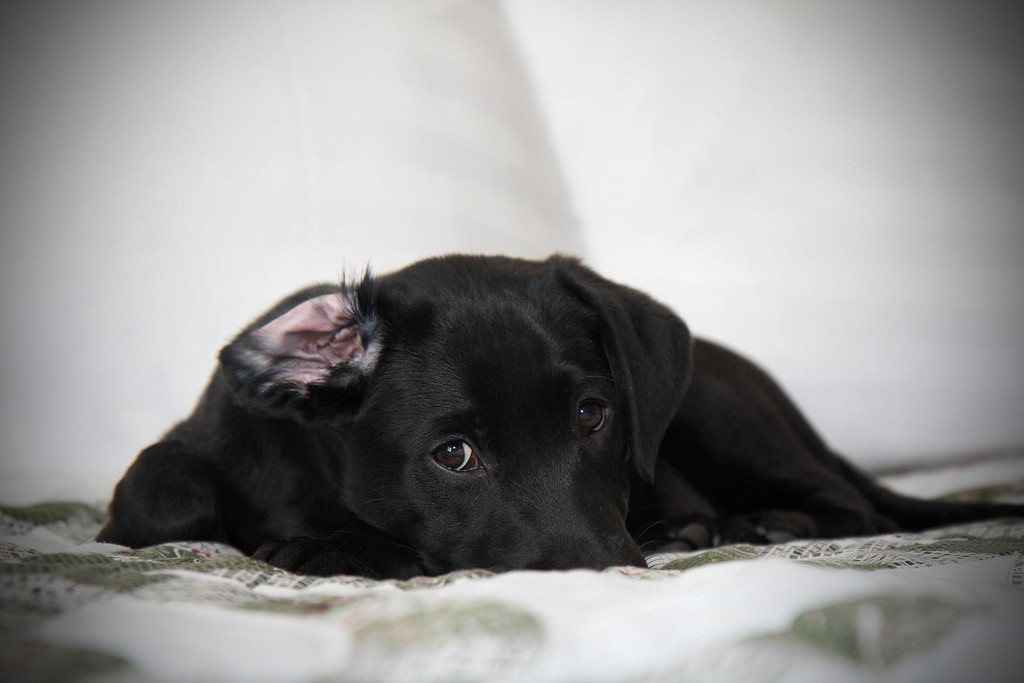 IMAGE: http://jwilsonphotography.smugmug.com/Other/animals/IMG0683-copy/505250121_BsjGY-XL.jpg