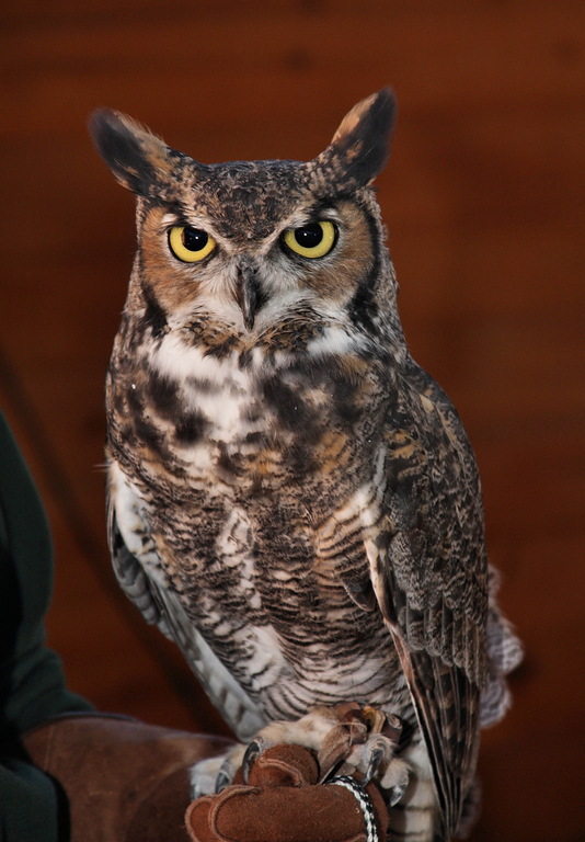 IMAGE: http://jwilsonphotography.smugmug.com/Other/animals/IMG8595/729356863_RndzC-XL.jpg