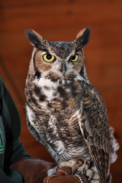 IMAGE: http://jwilsonphotography.smugmug.com/Other/animals/IMG8596/729357014_heGAB-L.jpg