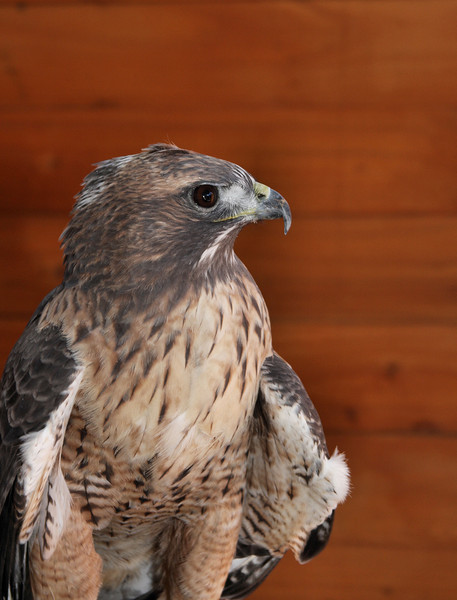 IMAGE: http://jwilsonphotography.smugmug.com/Other/animals/IMG8604/729357455_4VYp7-L.jpg