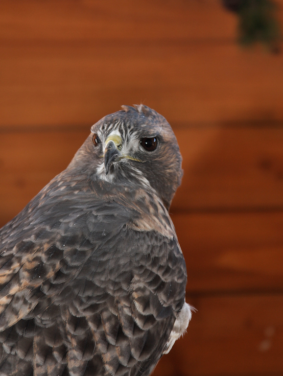 IMAGE: http://jwilsonphotography.smugmug.com/Other/animals/IMG8607/729357702_v2suG-XL.jpg