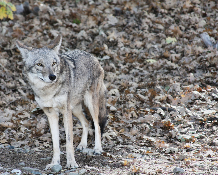 IMAGE: http://jwilsonphotography.smugmug.com/Other/animals/IMG8641/729357883_yRxHe-L.jpg