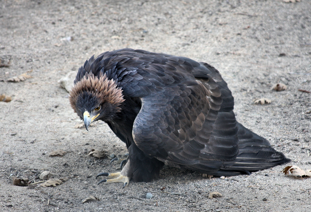 IMAGE: http://jwilsonphotography.smugmug.com/Other/animals/IMG8701/729369390_yx6uL-XL.jpg