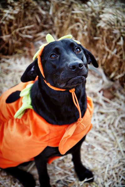IMAGE: http://jwilsonphotography.smugmug.com/Pets/Easton-at-the-Pumpkin-Patch/IMG8549/696821568_DfFZV-L.jpg