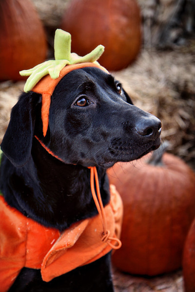 IMAGE: http://jwilsonphotography.smugmug.com/Pets/Easton-at-the-Pumpkin-Patch/IMG8557/696767587_5s4iv-L.jpg