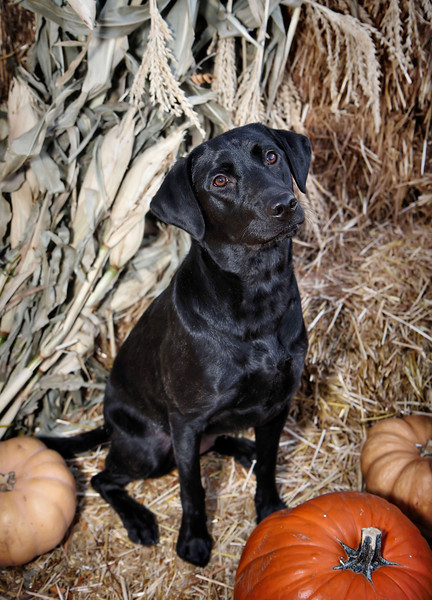 IMAGE: http://jwilsonphotography.smugmug.com/Pets/Easton-at-the-Pumpkin-Patch/IMG8577/696767972_UHfGn-L.jpg
