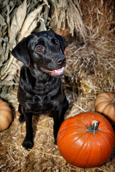 IMAGE: http://jwilsonphotography.smugmug.com/Pets/Easton-at-the-Pumpkin-Patch/IMG8581/696768911_iTcWc-L.jpg