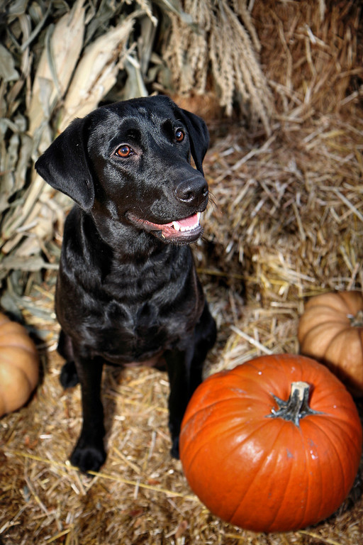 IMAGE: http://jwilsonphotography.smugmug.com/Pets/Easton-at-the-Pumpkin-Patch/IMG8581/696768911_iTcWc-XL.jpg